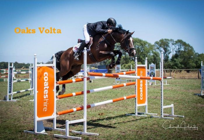 Oaks Volta impeccable bloodlines & ability