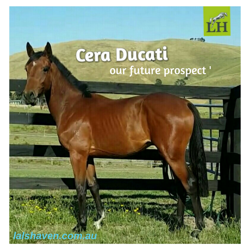 Cera Ducati our future prospect