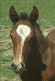 LH Valentino