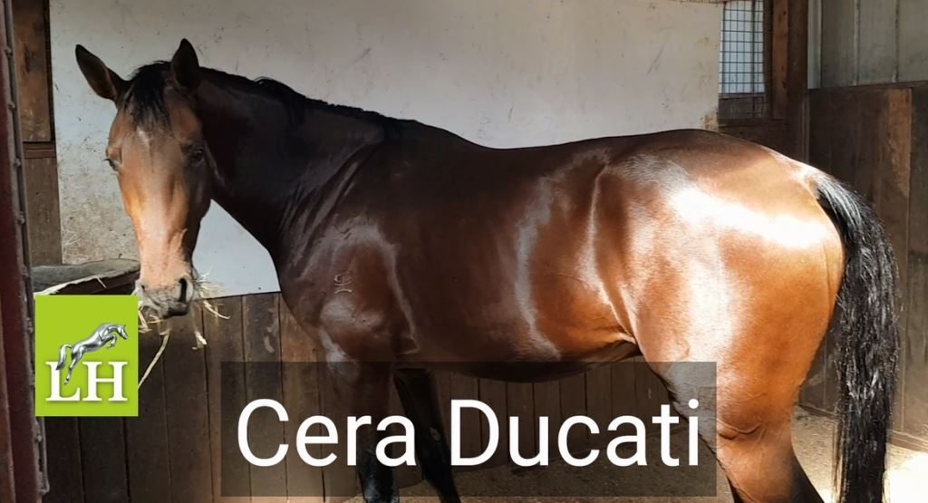 Cera Ducati sire Diamant de Semilly